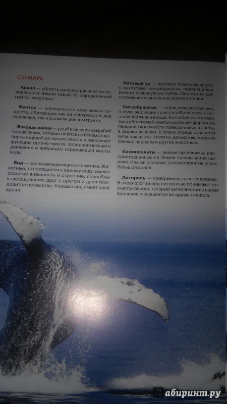 Иллюстрация 11 из 17 для Красная книга. Подводный мир России - Скалдина, Лукашанец | Лабиринт - книги. Источник: WhiteOwl