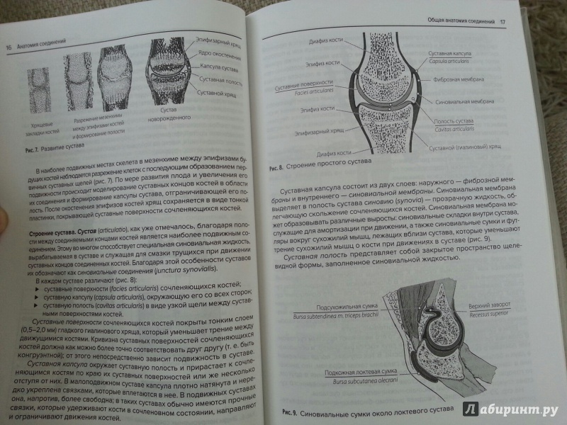 Иллюстрация 18 из 19 для Анатомия соединений - Валентин Козлов | Лабиринт - книги. Источник: Den