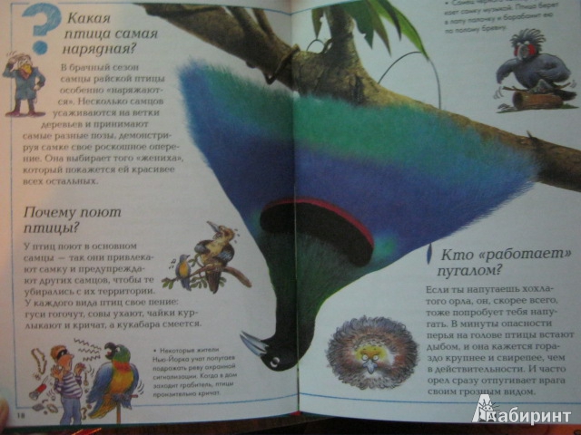 Иллюстрация 9 из 15 для Удивительные птицы планеты | Лабиринт - книги. Источник: Евгения39