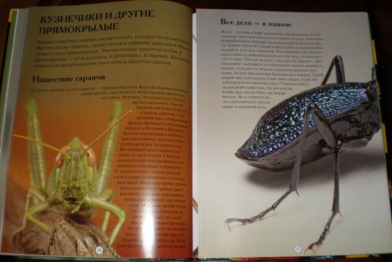 Иллюстрация 31 из 44 для Насекомые: жуки, пауки, бабочки и другие - Эндрю Дэвис | Лабиринт - книги. Источник: Гостья