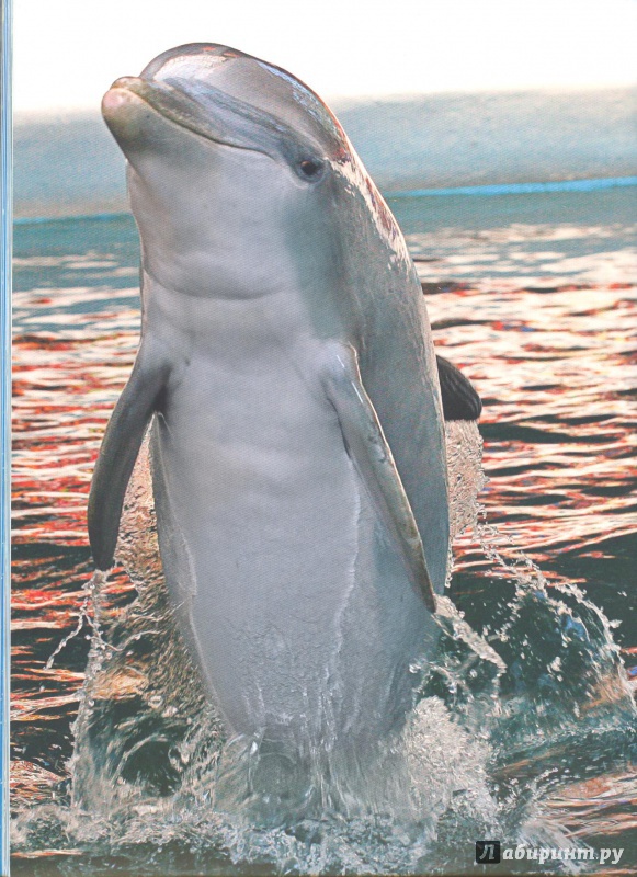 Иллюстрация 6 из 7 для Дельфины - Эмма Сэл | Лабиринт - книги. Источник: Яровая Ирина