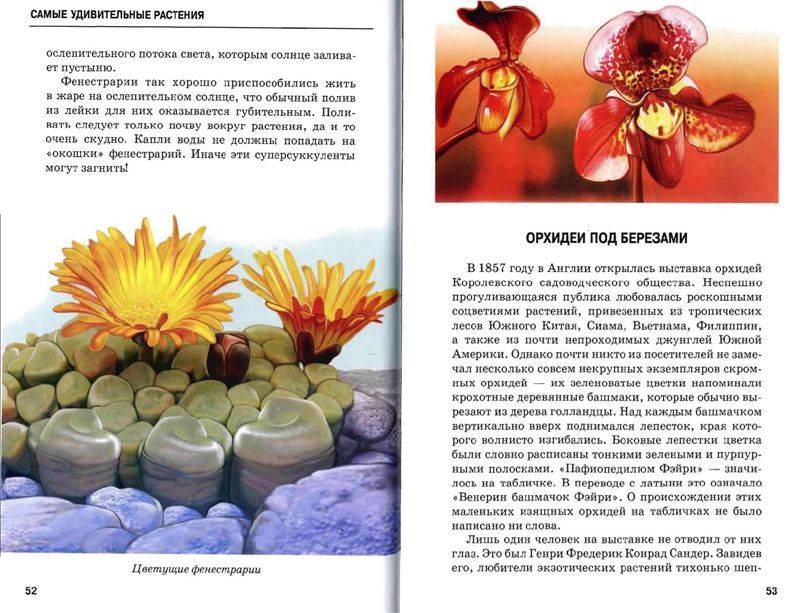 Иллюстрация 3 из 54 для Самые удивительные растения - Сергей Афонькин | Лабиринт - книги. Источник: Юта