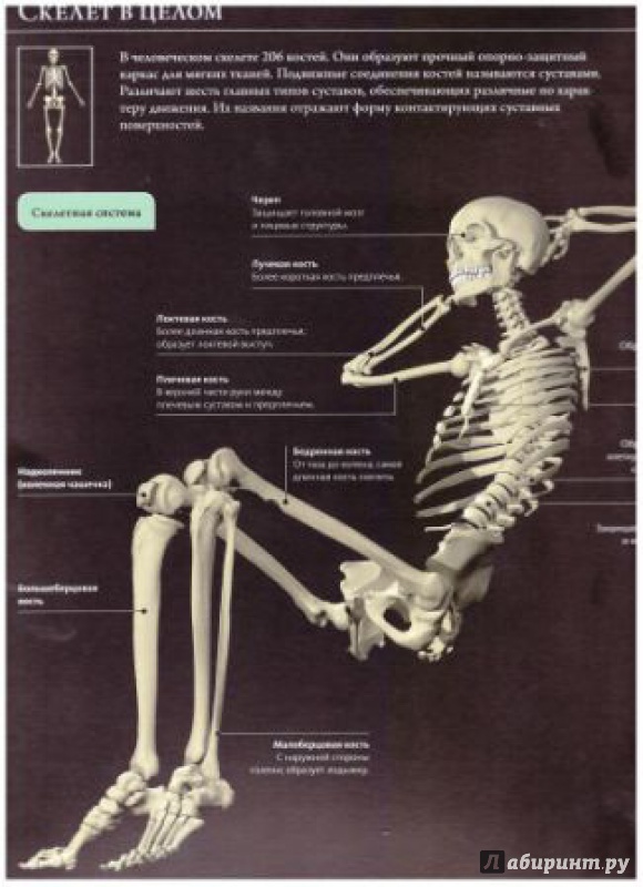 Иллюстрация 8 из 54 для Анатомия человека 360°. Иллюстрированный атлас - Джейми Роубак | Лабиринт - книги. Источник: lantonova