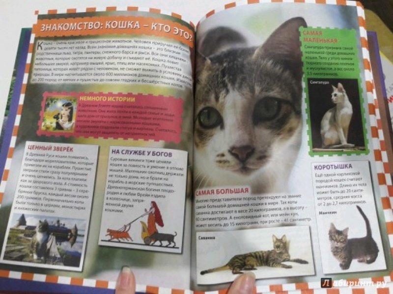Иллюстрация 2 из 24 для Кошки и котята | Лабиринт - книги. Источник: Фимина