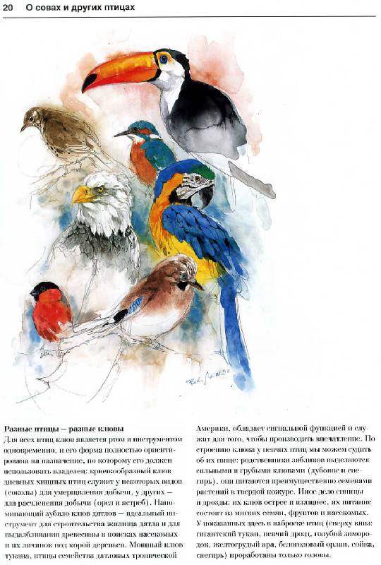 Иллюстрация 7 из 15 для Животные и птицы. Акварель - Бодо Майер | Лабиринт - книги. Источник: Росинка