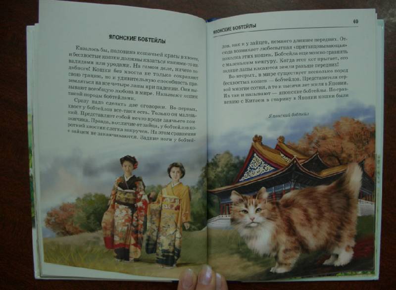 Иллюстрация 5 из 32 для Кошки - Сергей Афонькин | Лабиринт - книги. Источник: кареглазка
