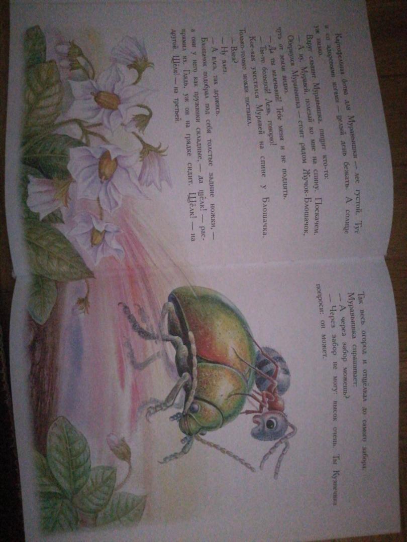 Иллюстрация 26 из 36 для Сказки для детей - Виталий Бианки | Лабиринт - книги. Источник: Голубова  Ирина