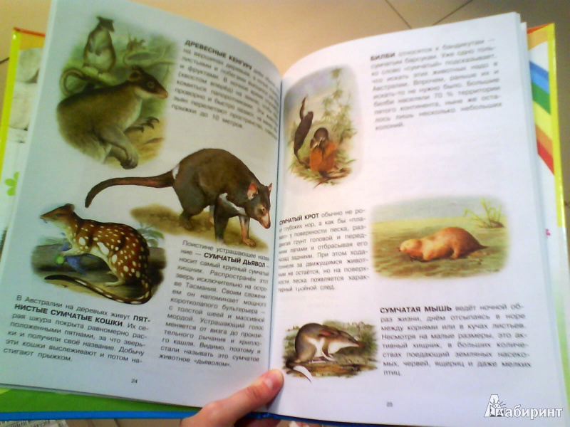 Иллюстрация 3 из 37 для Животные | Лабиринт - книги. Источник: Мила