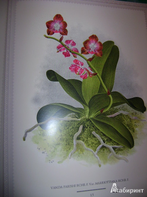Иллюстрация 31 из 38 для Орхидеи. Линдения - иконография орхидей | Лабиринт - книги. Источник: Lunna