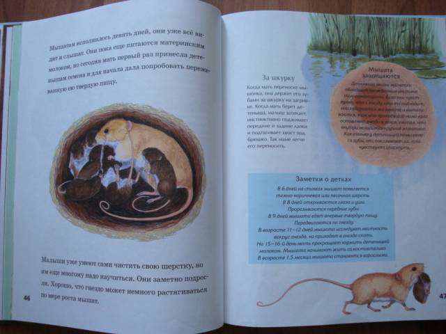 Иллюстрация 4 из 30 для Детская энциклопедия животных - Тинг Моррис | Лабиринт - книги. Источник: Mурaшкa