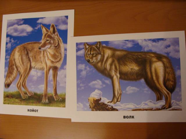 Иллюстрация 18 из 18 для Животные Северной Америки (16 карточек) | Лабиринт - игрушки. Источник: dragonspy