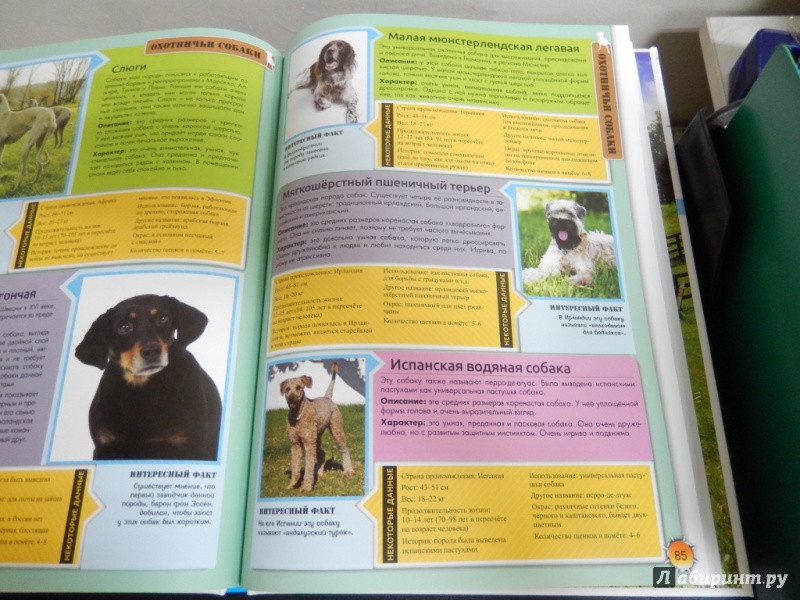 Иллюстрация 9 из 9 для Энциклопедия о собаках. Все о собаках | Лабиринт - книги. Источник: dbyyb