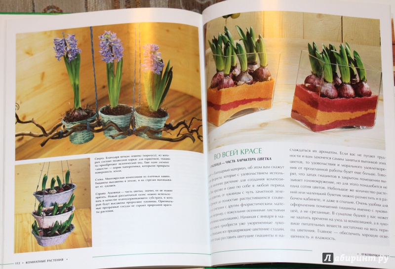 Иллюстрация 15 из 16 для Комнатные растения - Анастасия Анисимова | Лабиринт - книги. Источник: E.B.