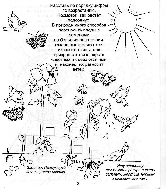 Творческие задания по стихотворению. Растения задания для дошкольников. Полевые цветы задания для дошкольников. Мир растений задания для дошкольников. Растения задания для детей 1 класс.