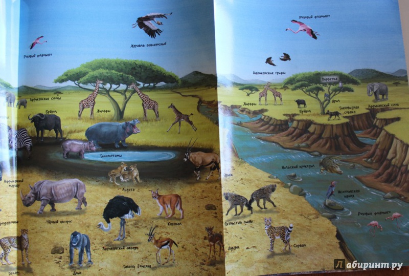 Иллюстрация 18 из 34 для МегаZOOпанорама. Саванна | Лабиринт - книги. Источник: Катерина