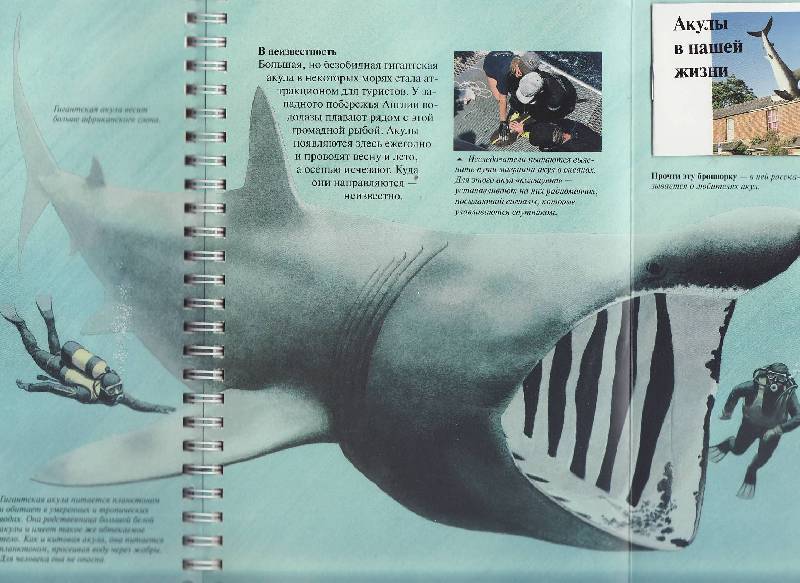 Иллюстрация 8 из 13 для Дискавери: Акулы и другие хищники - Джон Вудвард | Лабиринт - книги. Источник: Наталья Плотникова
