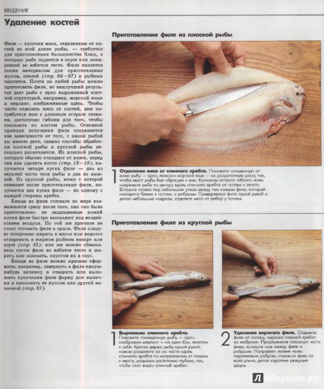 Иллюстрация 10 из 12 для Рыба и морепродукты. Большая кулинарная книга | Лабиринт - книги. Источник: Морозова  Карина