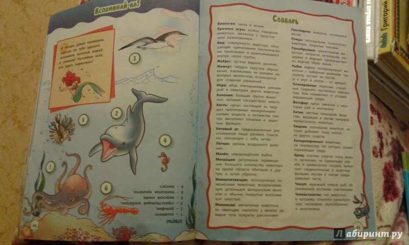 Иллюстрация 14 из 14 для Морские обитатели с Ариэль | Лабиринт - книги. Источник: Чибуткина Вера