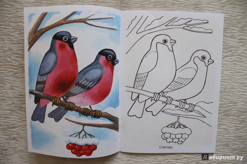 Иллюстрация 10 из 16 для Раскраска Зимующие птицы | Лабиринт - книги. Источник: По страницам детских книг