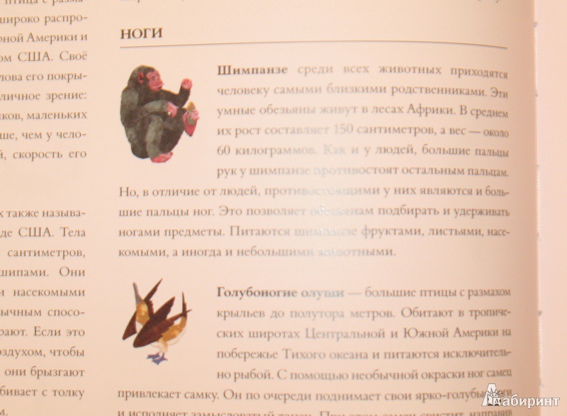 Иллюстрация 13 из 39 для Про хвосты, носы и уши. Интересные факты о животных - Дженкинс, Пейдж | Лабиринт - книги. Источник: pazitif_f_fchik