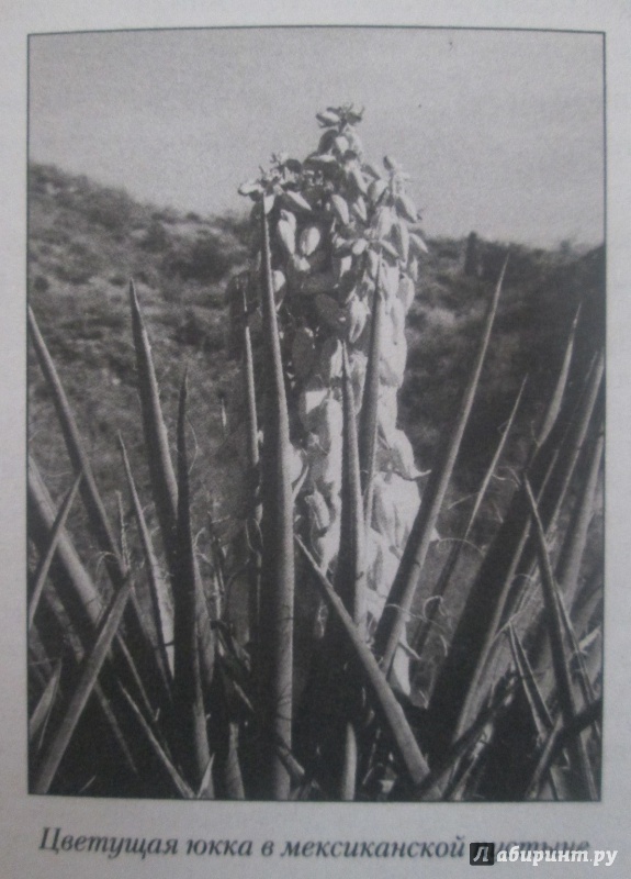 Иллюстрация 17 из 20 для Карлос Кастанеда. Путь мага и воина духа - Николай Непомнящий | Лабиринт - книги. Источник: NiNon