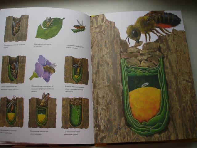 Иллюстрация 28 из 32 для Гнезда, норы и горшки. Как насекомые заботятся о потомстве - Анне Меллер | Лабиринт - книги. Источник: Осьминожка