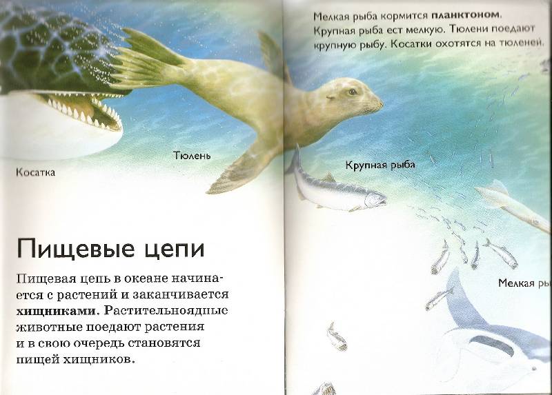 Иллюстрация 4 из 18 для В морских глубинах - Дениз Райан | Лабиринт - книги. Источник: Аврора
