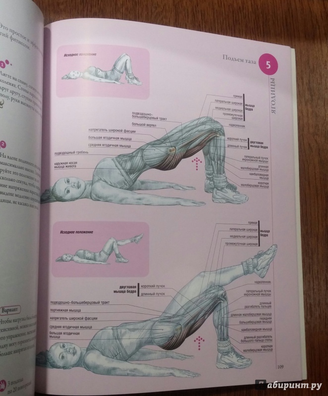 Иллюстрация 19 из 31 для Анатомия фитнеса - Клемансо, Делавье | Лабиринт - книги. Источник: Кошка_Мёбиуса