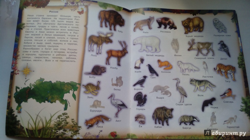 Иллюстрация 26 из 31 для 400 наклеек. Животные. Самая необыкновенная книга | Лабиринт - книги. Источник: Косова  Мария
