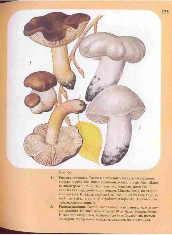 Иллюстрация 30 из 33 для Большой определитель грибов - Александр Юдин | Лабиринт - книги. Источник: Ялина