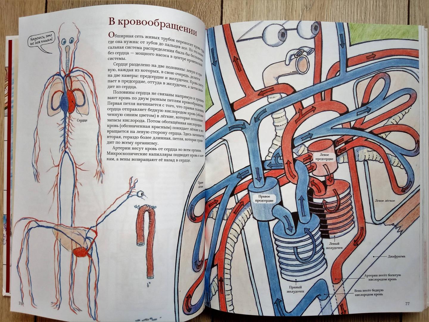 Иллюстрация 83 из 104 для Как мы устроены. Путеводитель по человеческому организму - Маколи, Уокер | Лабиринт - книги. Источник: leontyua