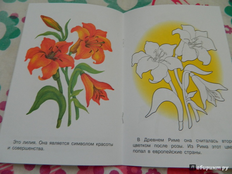 Иллюстрация 30 из 33 для Раскраска "Садовые цветы" | Лабиринт - книги. Источник: Nnatalek