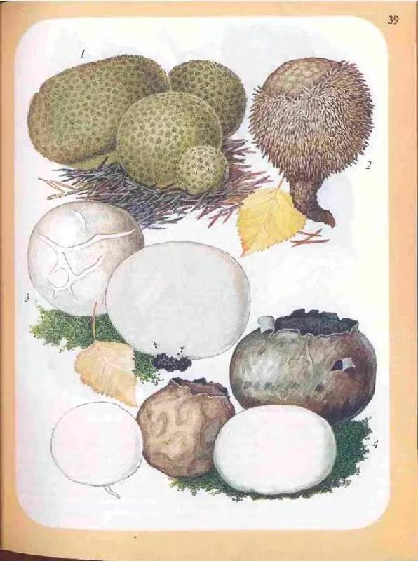 Иллюстрация 23 из 33 для Большой определитель грибов - Александр Юдин | Лабиринт - книги. Источник: Юта