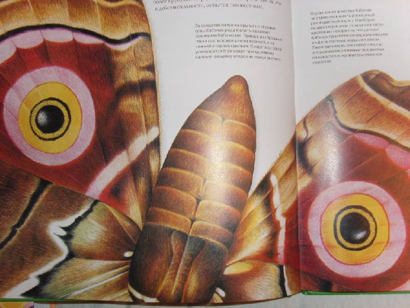 Иллюстрация 1 из 2 для Атлас бабочек - Владимир Алексеев | Лабиринт - книги. Источник: Мамачитает