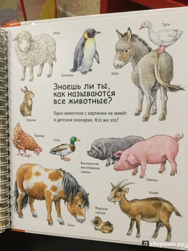 Иллюстрация 31 из 46 для Детский зоопарк - Анне Меллер | Лабиринт - книги. Источник: Роса