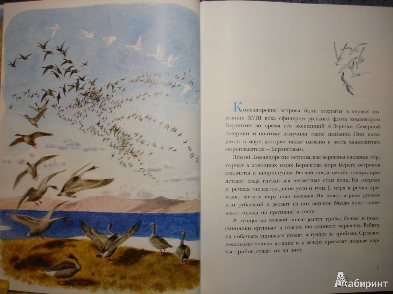 Иллюстрация 2 из 58 для Рассказы о природе, о птицах зверях и разных краях - Геннадий Снегирев | Лабиринт - книги. Источник: Сорокина  Лариса