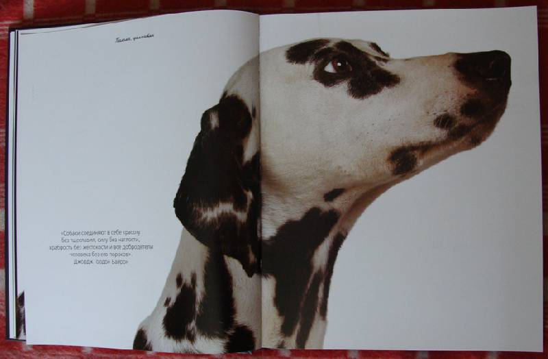 Иллюстрация 31 из 37 для Жизнь собак - Громис ди Трана Катерина | Лабиринт - книги. Источник: ЛиС-а