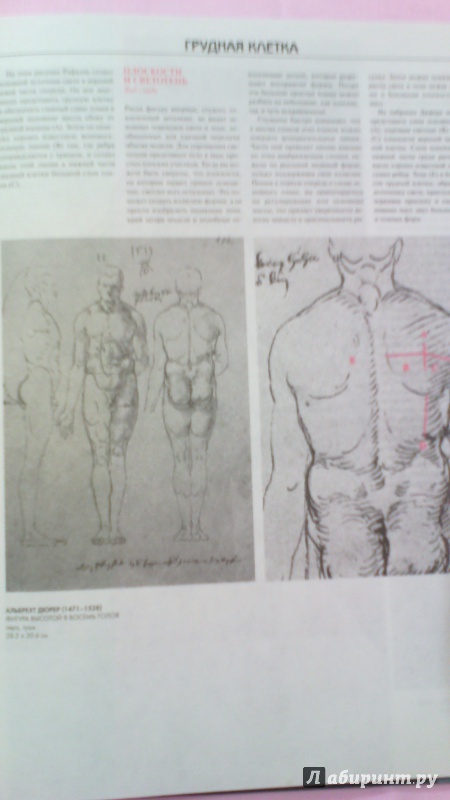 Иллюстрация 5 из 55 для Изображение человеческой фигуры: Мастер-класс - Роберт Хейл | Лабиринт - книги. Источник: Sallima