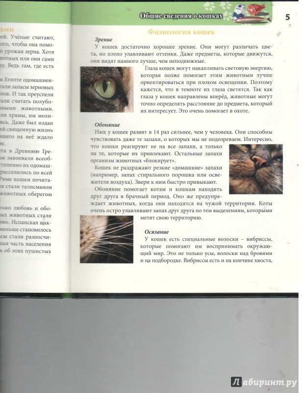 Иллюстрация 9 из 31 для Кошки - Леся Калугина | Лабиринт - книги. Источник: Никед