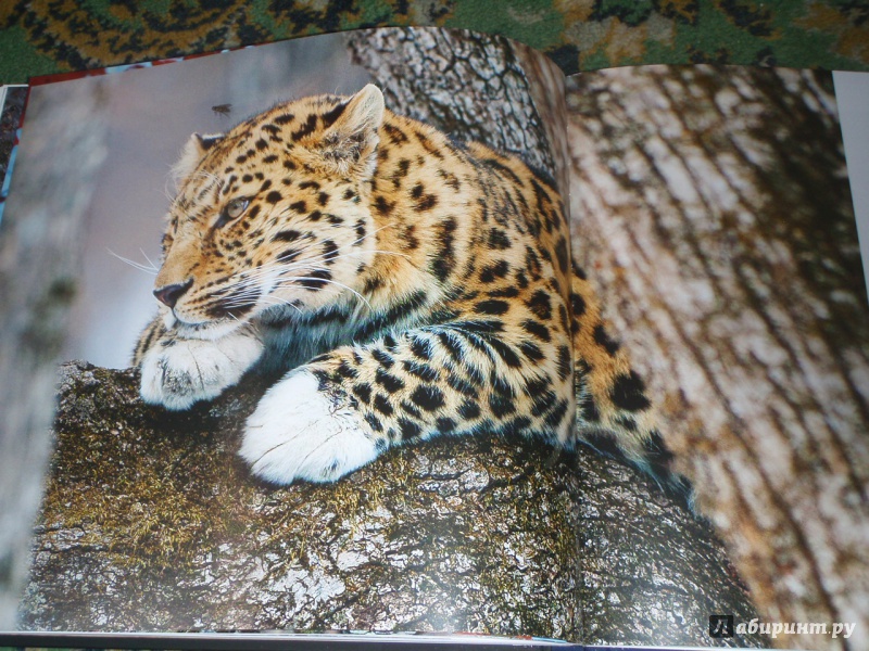 Иллюстрация 35 из 39 для Мои знакомые леопарды - Валерий Малеев | Лабиринт - книги. Источник: солнечная поганка