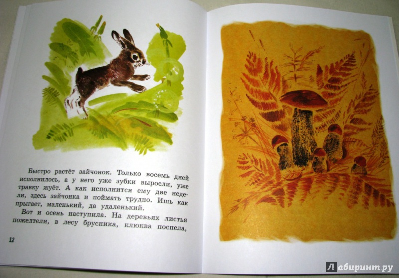 Иллюстрация 45 из 59 для Как заяц в лесу живёт - Вера Чаплина | Лабиринт - книги. Источник: Бог в помощь