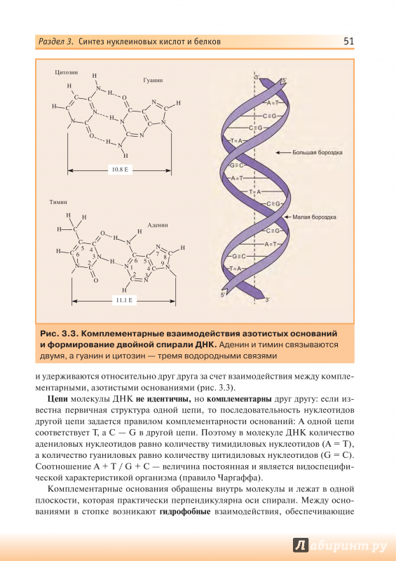 Нуклеиновые кислоты ДНК И РНК. Формула ДНК И РНК. Биохимия с упражнениями и задачами. Последовательность нуклеотидов.