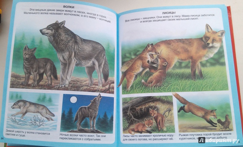 Иллюстрация 14 из 22 для Животные | Лабиринт - книги. Источник: Ермолаева  Юлия