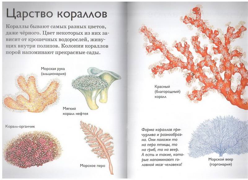 Иллюстрация 4 из 23 для Коралловые рифы - Роберт Коуп | Лабиринт - книги. Источник: Бойкова  Светланка