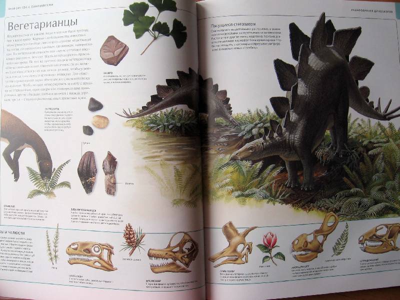 Иллюстрация 64 из 109 для Динозавры. Иллюстрированный атлас - Майкл Бретт-Шуман | Лабиринт - книги. Источник: Red cat ;)