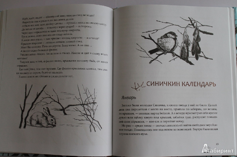 Иллюстрация 9 из 49 для Лесные разведчики - Виталий Бианки | Лабиринт - книги. Источник: Elena