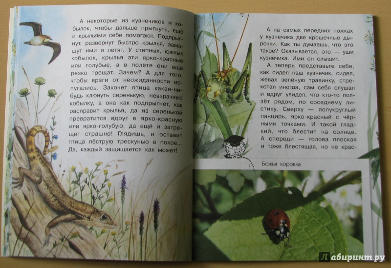 Иллюстрация 24 из 46 для Сидел в траве кузнечик - Юрий Аракчеев | Лабиринт - книги. Источник: Штерн  Яна