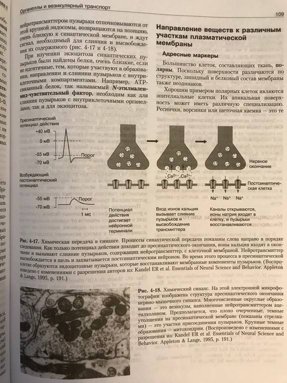 Иллюстрация 29 из 35 для Молекулярная биология клетки. Руководство для врачей - Фаллер, Шилдс | Лабиринт - книги. Источник: Ромыдтчъ