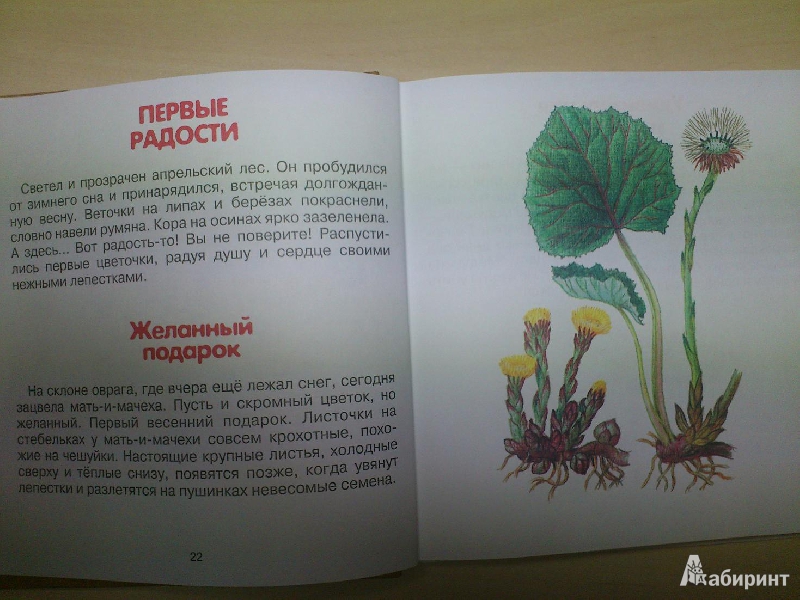 Иллюстрация 19 из 22 для Родная природа - Александр Тихонов | Лабиринт - книги. Источник: пеларгония