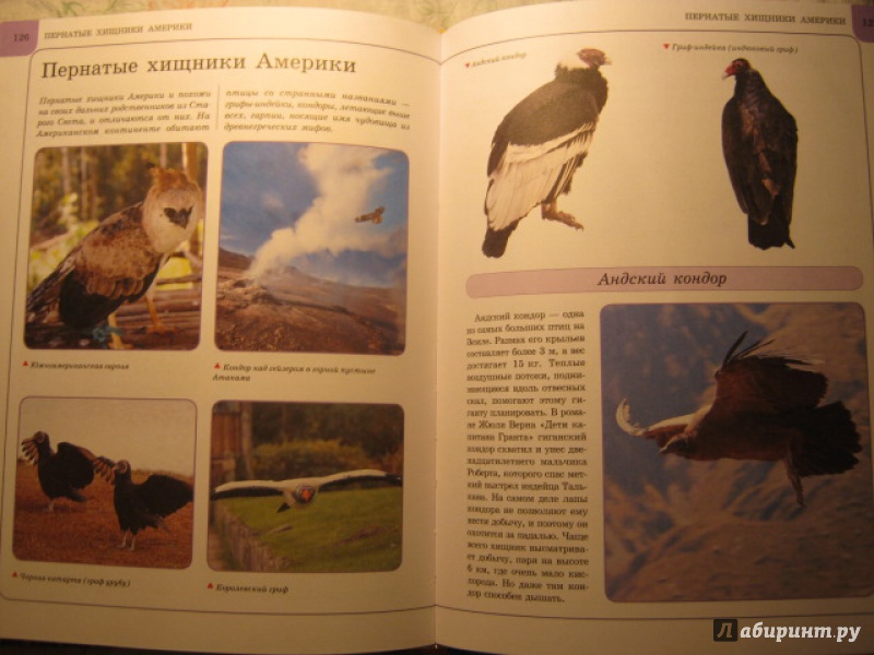 Иллюстрация 13 из 35 для Птицы - Анна Спектор | Лабиринт - книги. Источник: Евгения39